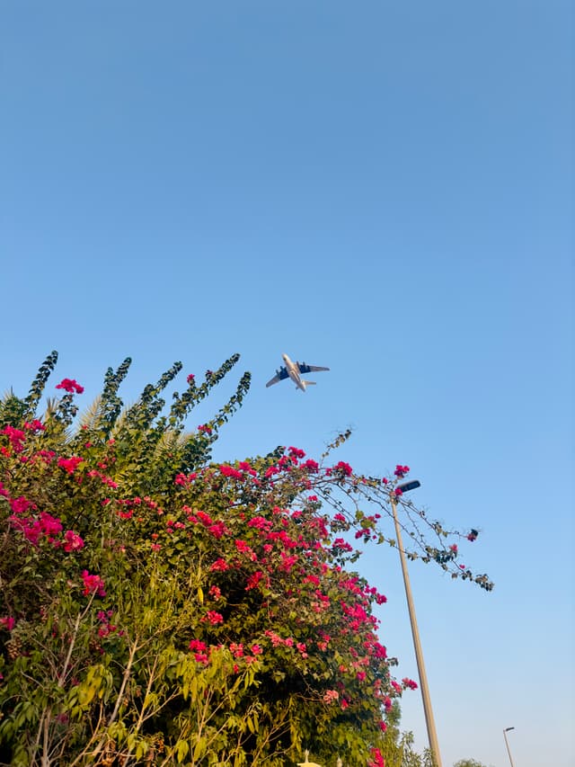 Where the skies meet the blossoms