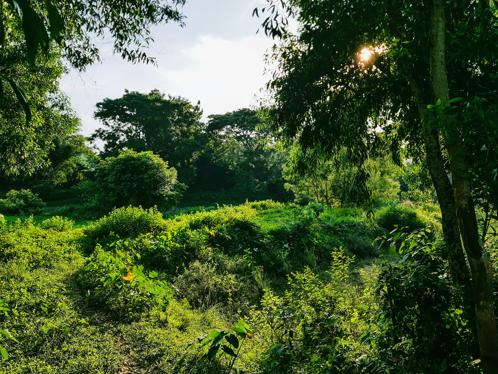 Green love affair 🌳💚